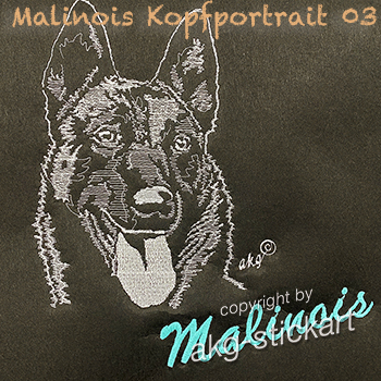 Malinois Kopfportrait 03