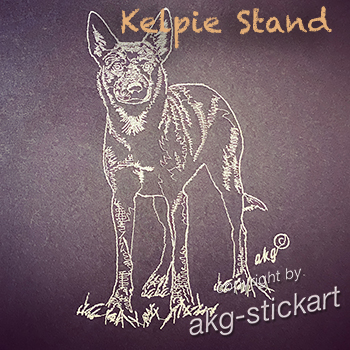 Australian Kelpie Stand